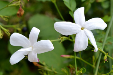 Close-up of Two Beautiful Jasmine Flowers, Nature, Macro