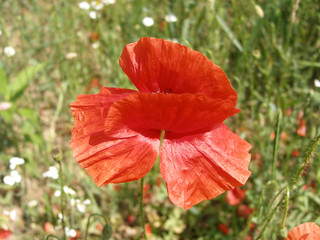 Wild poppies blossom in the field