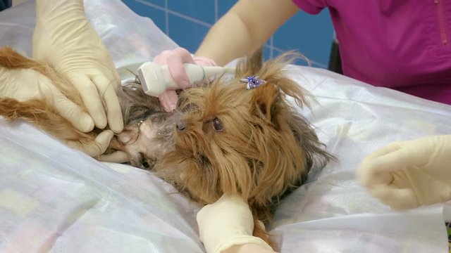 Medical scan. Yorkshire terrier is on ultrasound examining in a veterinary clinic. 4K