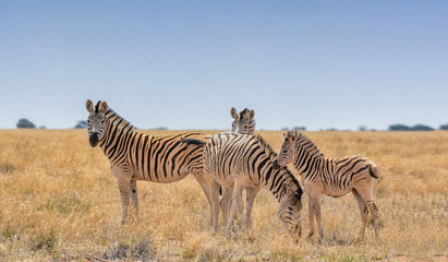 Fototapeta na wymiar Zebra Family Group