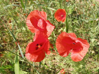 Wild red poppies bloom in the field. Summer day.