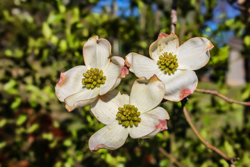 Closeup of Dogwood blossoms in front of bokeh background of leaves in springtime