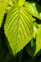 Close-up of an elm leaf against a blurred leaf background -selective focus
