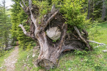Entwurzelter Baum mit einem eingeschlossenen großen Stein, Österreich