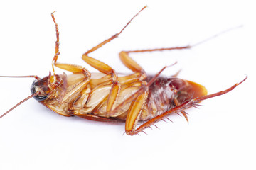 Cockroach isolated on white background