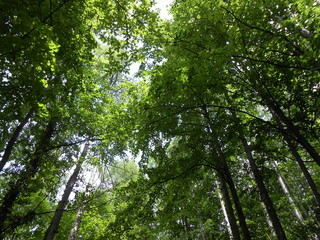 Fototapeta premium Arboles en el bosque
