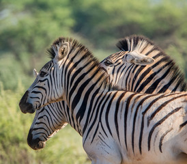 Fototapeta na wymiar Burchell's Zebra Family Group