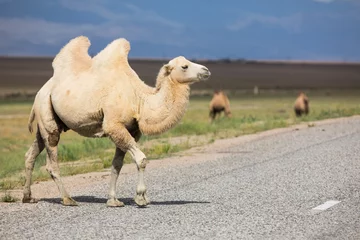 Foto op geborsteld aluminium Kameel Twee-humped Camel, Bactrisch van aard, Kazachstan