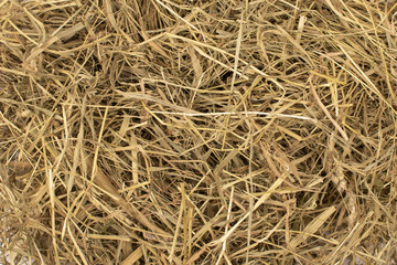 Dry grass background