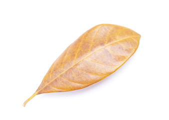 Dried jackfruit leaf isolated on white background