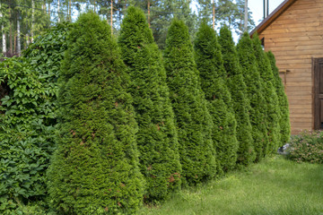 Row of spruces trees in a garden