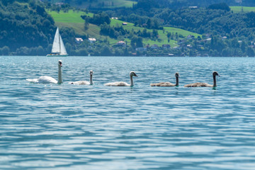 Schwäne Familie auf blauem See im Hintergrund Boote