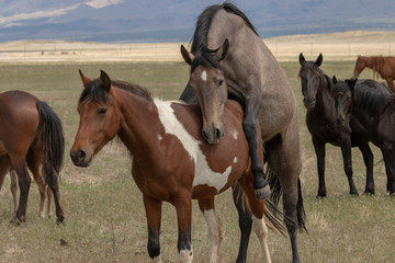 Fototapeta na wymiar Wild Horses Mating in the Utah Desert
