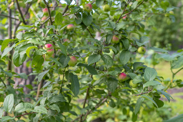 Ripe apples hanging on branch