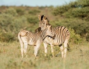 Fototapeta na wymiar Burchell's Zebra Mother And Foal