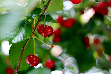 Ripe cherries branch with raindrops. Red berry fruit tree after rain, summer time garden background. Selective focus.