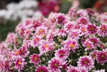 Fototapeta premium Beautiful chrysanthemum flowers are favorites of September. Concept: blossom season of autumn flowers. 