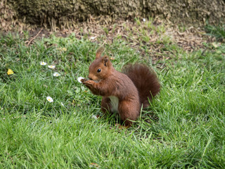 Squirrel in the park