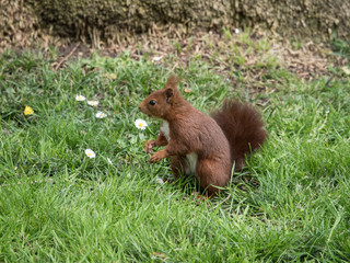 Squirrel in the park