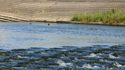 愛知 天白川 コンクリート堰 床固め 川 夏 日中 晴れ