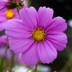 Purple flower