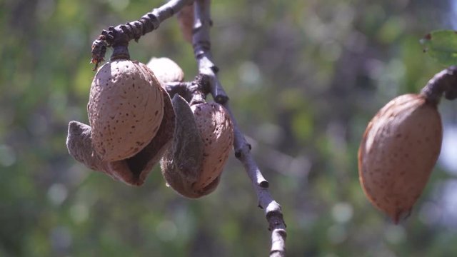 Almond, tree