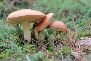 Maślak ziarnisty, Suillus granulatus