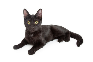 Black Kitty Lying Down Isolated