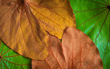 Naklejka na ściany i meble Nature background of brown and green leaves texture.