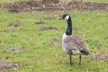 Canadian goose