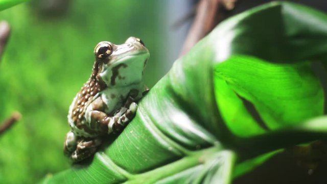Anazon milk frog on the green leaf