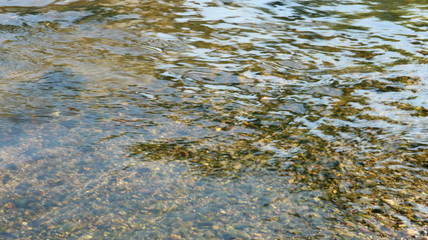 愛知 天白川 水面 川  夏 日中 水辺
