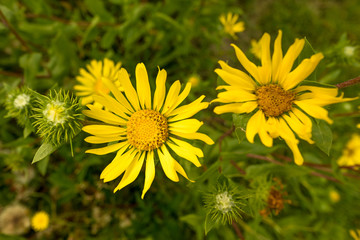 Sunny yellow marguerite in close-up