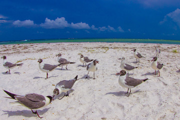 Seagulls on the beach