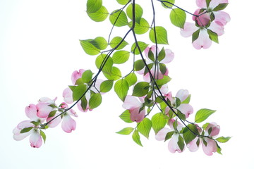 ハナミズキ, Flowering Dogwood