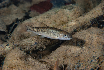 Freshwater Fish Garrotxa Spain Catalunya