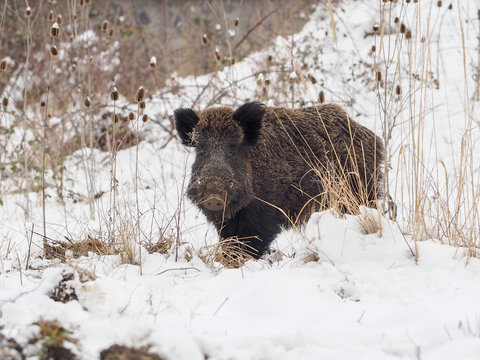 Ein Keiler im Winter II