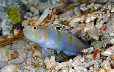 Gold-barred Shrimp Goby Amblyeleotris randalli