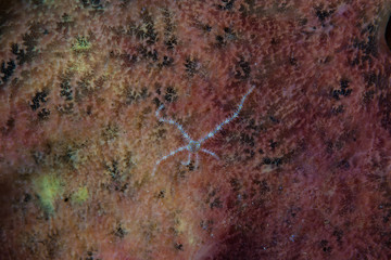 Brittle Star
