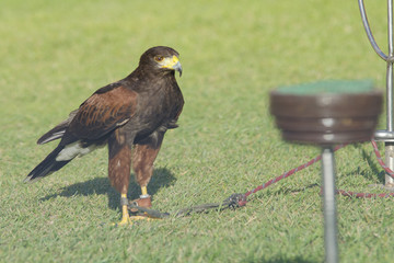 Águila Harris