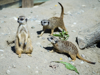 meerkats