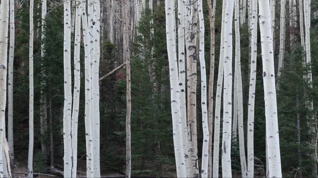 Aspen tree trunks in a forest in northern Arizona. Pan left.
