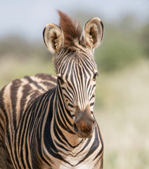 Fototapeta na wymiar Burchell's Zebra Foal