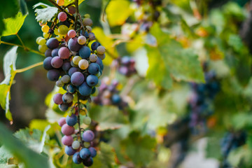 Bunch of green and purple grapes on the vine with leaves.