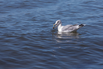 Seagull with crab in its beak (baltic sea, germany)