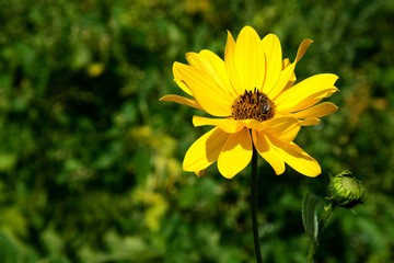 Topinambur mit Blütenknospen, freigestellt vor grünen Hintergrund