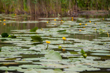 Beautiful yellow water lily in a lake