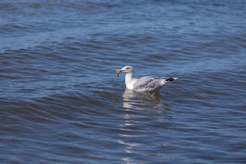 Seagull with crab in its beak (baltic sea, germany)