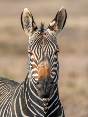 Fototapeta na wymiar Cape Mountain Zebra Portrait