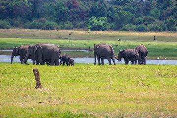 Obraz na płótnie Canvas Indian Elephant Sri Lanka